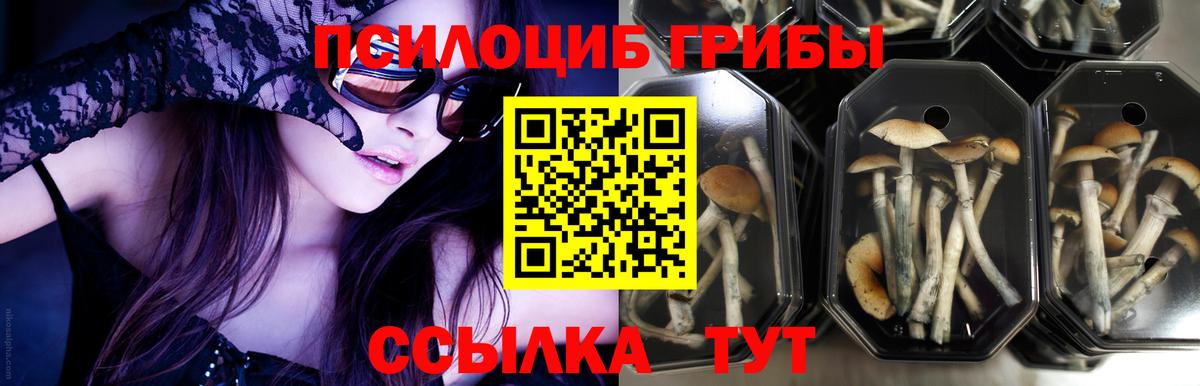 Галлюциногенные грибы MAGIC MUSHROOMS  Вход с VPN  Стрежевой 